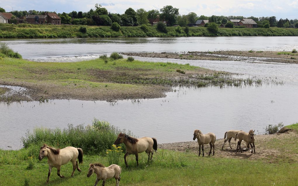 Een kudde konikpaarden bij de Grensmaas. beeld Wim Eikelboom