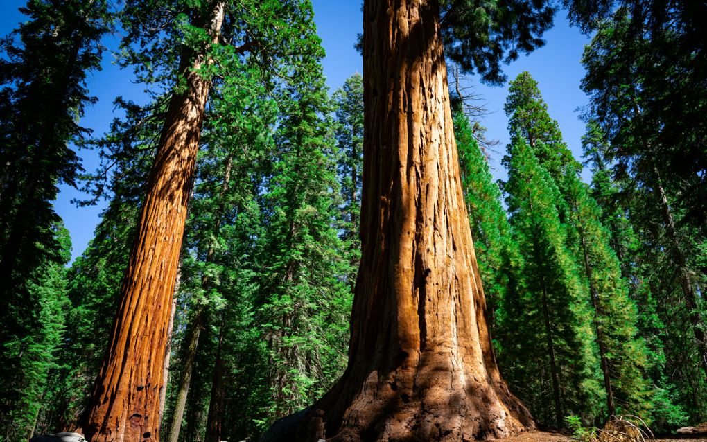 Bomen in Sequoia National Park, Californië. beeld Unsplash