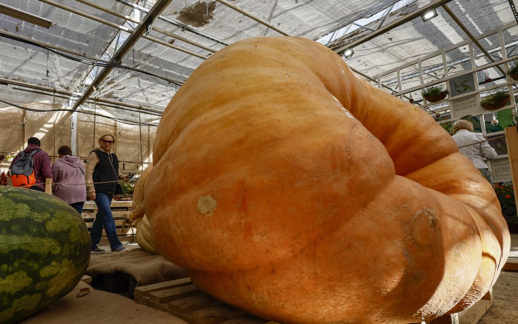 Mensen bekijken enorme pompoenen en watermeloenen tijdens een tentoonstelling van grote groenten in Moskou. Op de expositie is ook de grootste pompoen aanwezig die ooit in Rusland is gekweekt. Hij weegt 817 kg. De zwaarste watermeloen is 114 kg. beeld EPA, Sergei Ilnitskyy 