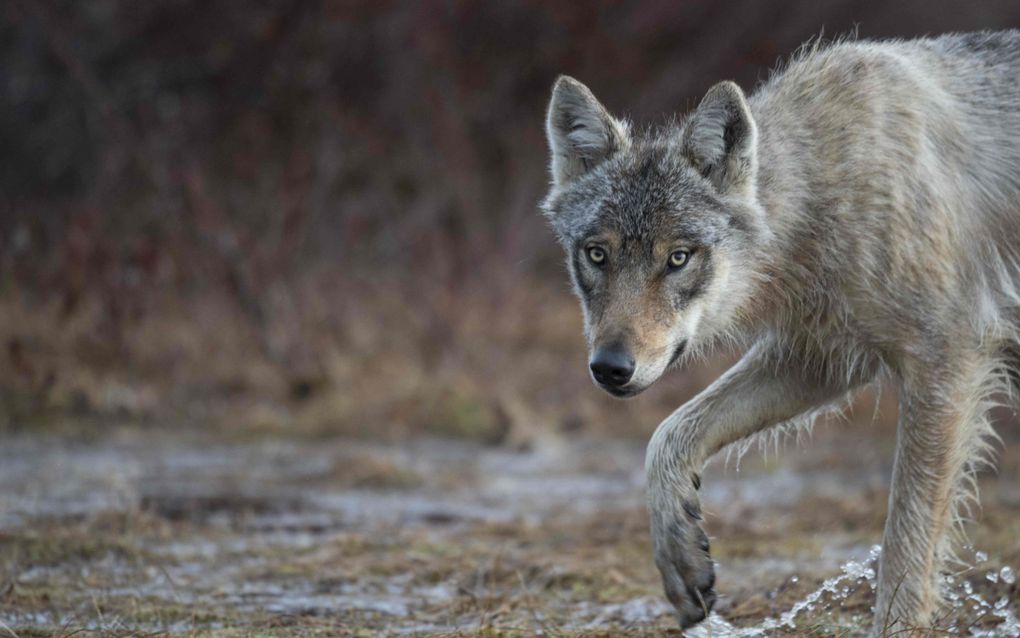 Een wolf in Hukkajarvi, Oost-Finland. Hoewel de 27 ministers van de EU-lidstaten donderdag akkoord gingen met het verlagen van de beschermingsstatus van het dier, geniet de wolf voorlopig nog zijn strikt beschermde status. beeld AFP, Olivier Morin