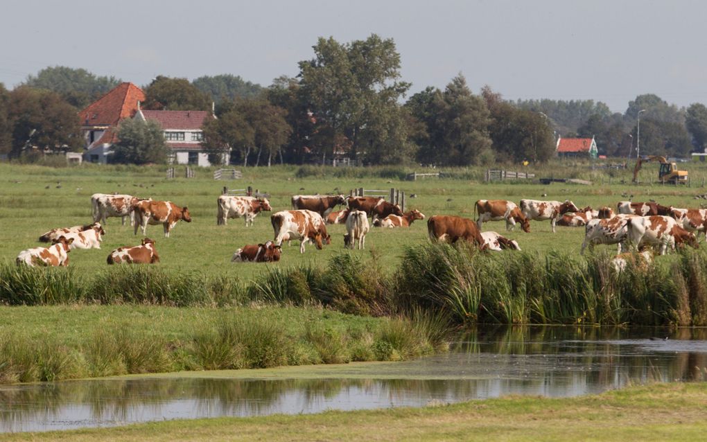 Koeien in een weiland in De Woude, en dorp in de gemeente Castricum. beeld RD, Anton Dommerholt 