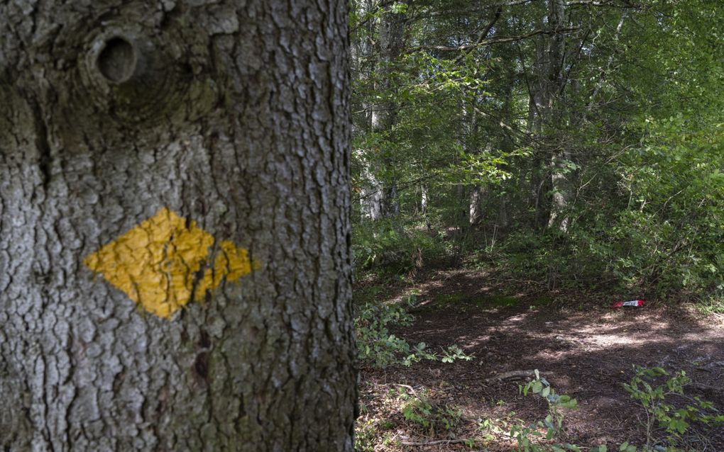 „Het is hoog tijd om vragen te stellen bij de rol van technologie in ons stervensproces en de individualisering in onze samenleving.” Foto: de plek in het bos waar de Sarco voor het eerst zou zijn gebruikt. beeld EPA, Ennio Leanza