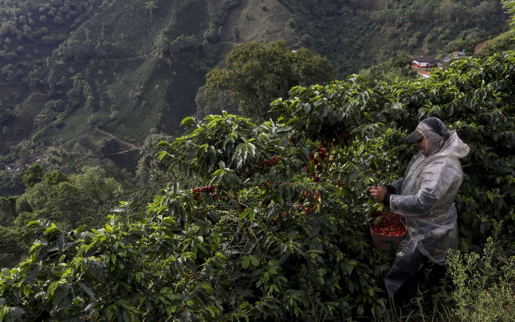 Een koffieplukker aan het werk in de Colombiaanse regio Antioquia. Voor de aanleg van koffieplantages worden jaarlijks grote delen van het Amazoneregenwoud –”de longen van de aarde”– gekapt. beeld AFP, Joaquin Sarmiento