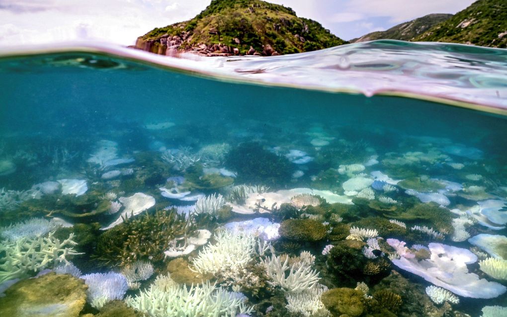 Het Great Barrier Reef in Australië, in april van dit jaar. Zo’n 70 tot 90 procent van alle koraalriffen wereldwijd dreigt te verdwijnen, schreef het Wereld Natuurfonds donderdag. beeld AFP, David Gray