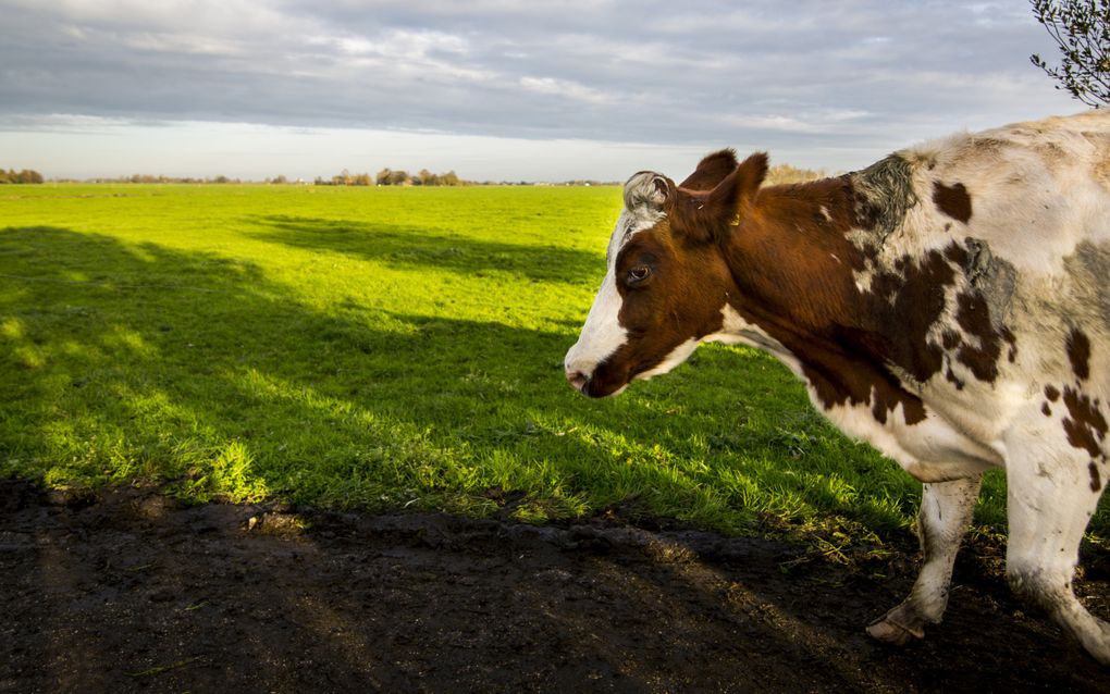 Een koe in een wei in de buurt van Kockengen. In die plaats is een nieuw type blauwtongvirus aangetroffen bij een schaap. Ook een koe en een kalf in het naburige Harmelen bleken besmet. beeld ANP, Valerie Kuypers