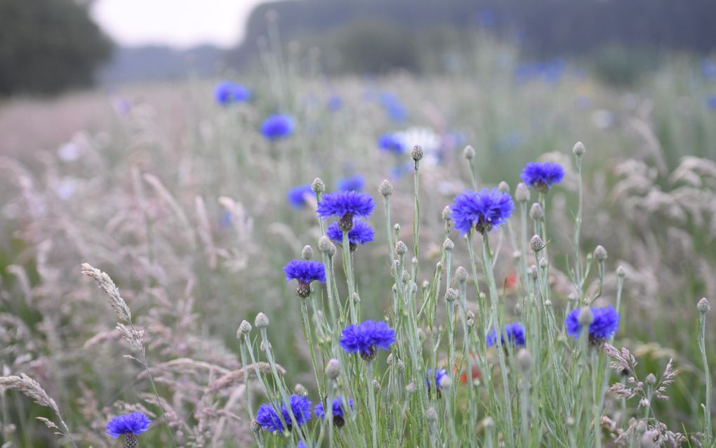 Korenbloemen. beeld Theo Haerkens