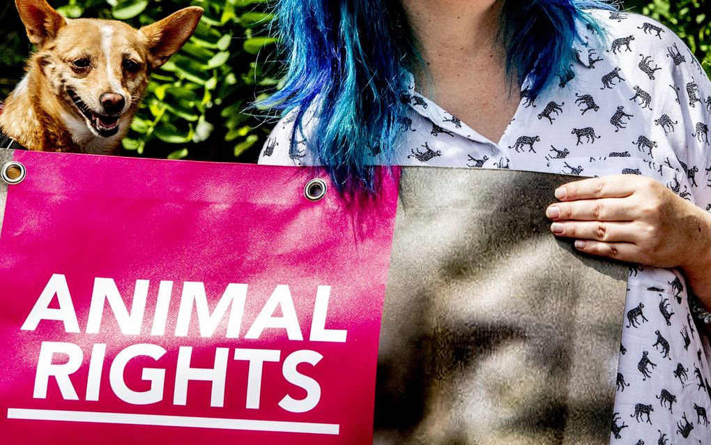 Demonstratie van dierenrechtenactivisten bij een eendenslachterij in Ermelo. beeld ANP, Robin Utrecht