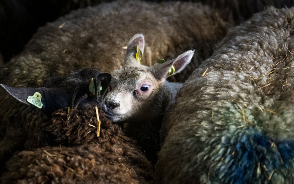 Schapen op een boerderij in Oosterwolde. beeld ANP, Jilmer Postma 