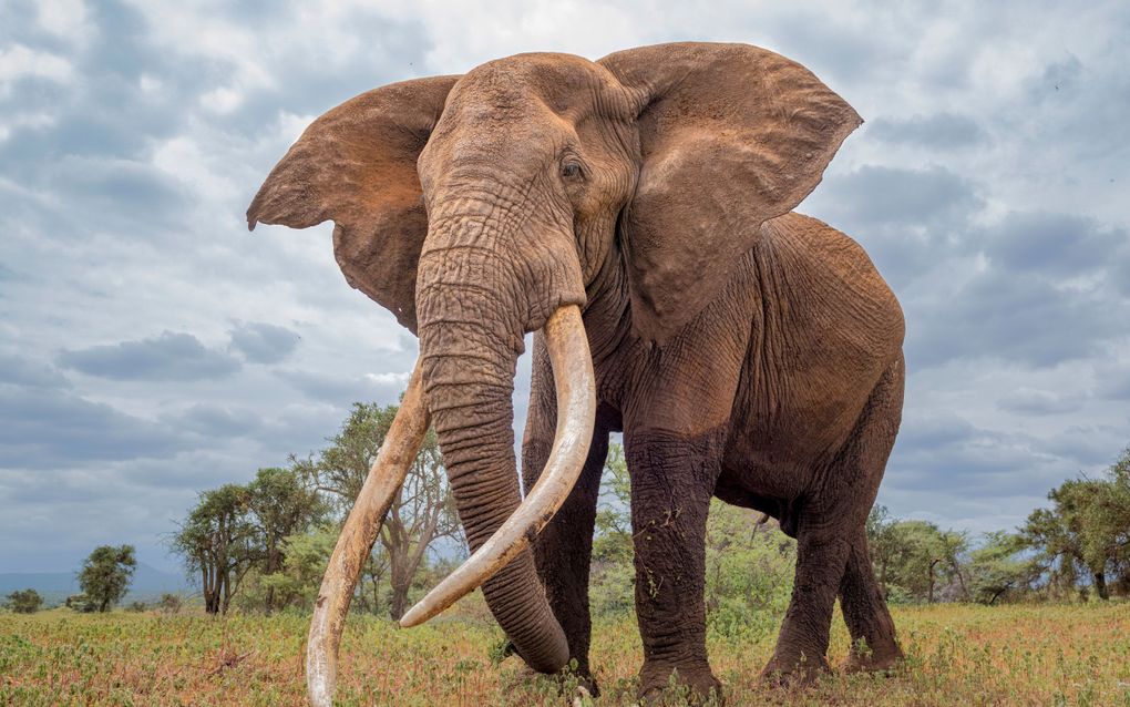 Een olifant in Kenia. Afrikaanse olifanten zijn de afgelopen decennia hard in aantal achteruitgegaan. beeld iStock