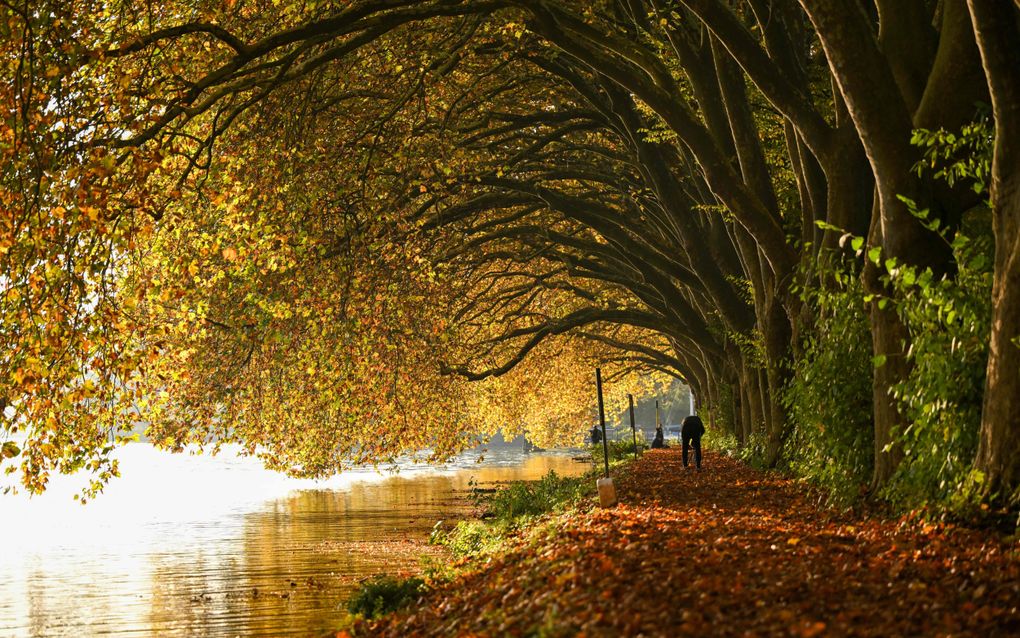 Bomen in herfsttooi in het Duitse Essen. beeld AFP, Ina FASSBENDER