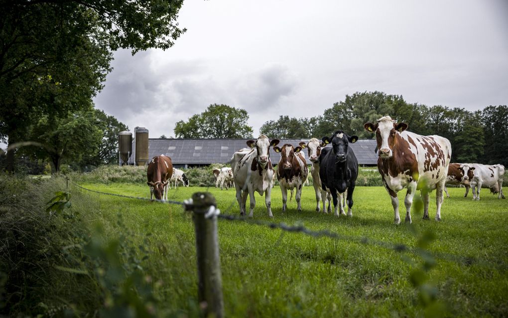 Met hun grond als onderpand kunnen boeren onder voorwaarden een lening krijgen bij NLInvesteert voor verduurzaming van hun bedrijfsvoering. beeld ANP, Rob Engelaar 