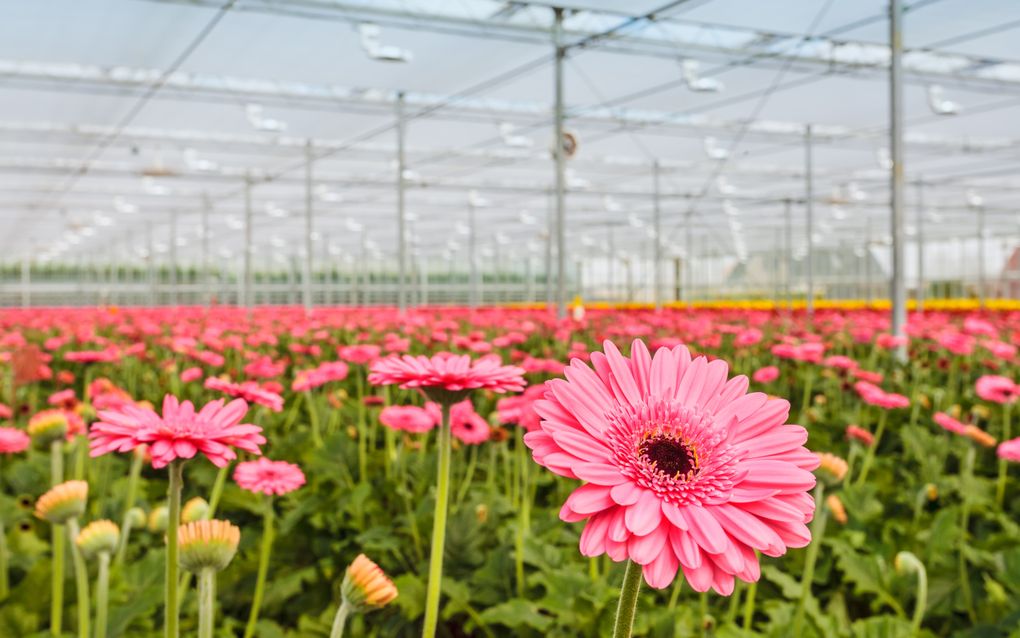 Juist in de bloemenwereld zijn veel familiebedrijven actief. beeld iStock