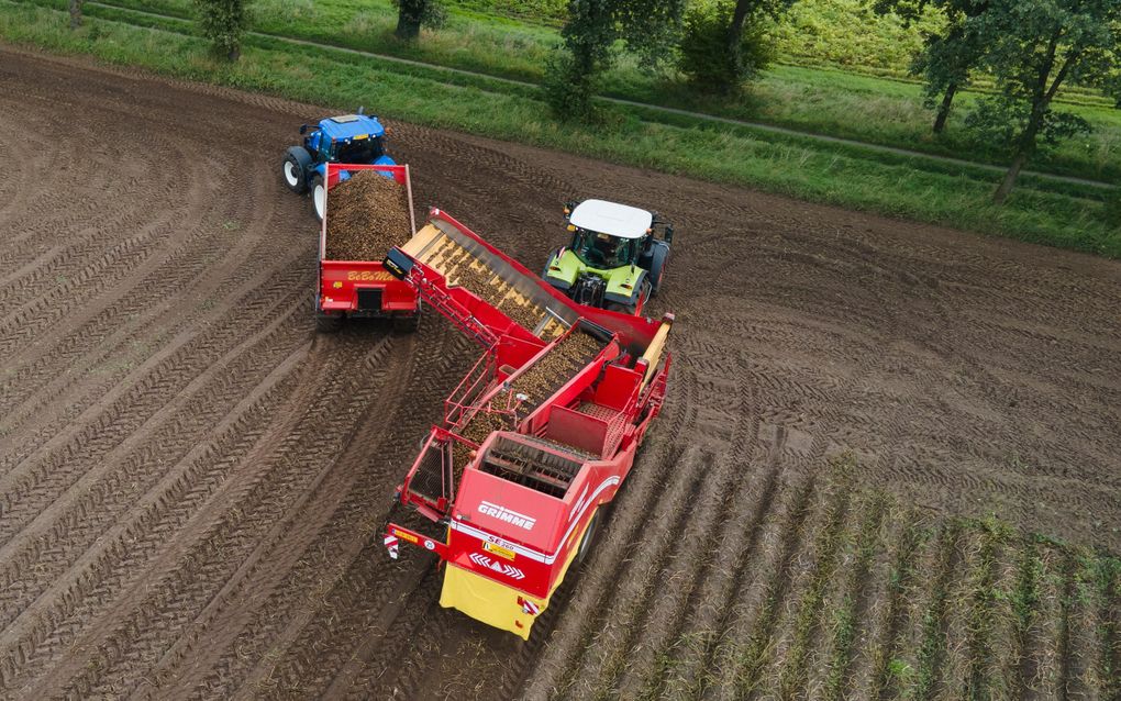 Aardappeloogst. LTO Nederland is bezorgd dat een uitspraak van de rechtbank in Leeuwarden over lelies gevolgen kan hebben voor de teelt van andere gewassen, zoals aardappelen. beeld Ruben Meijerink 