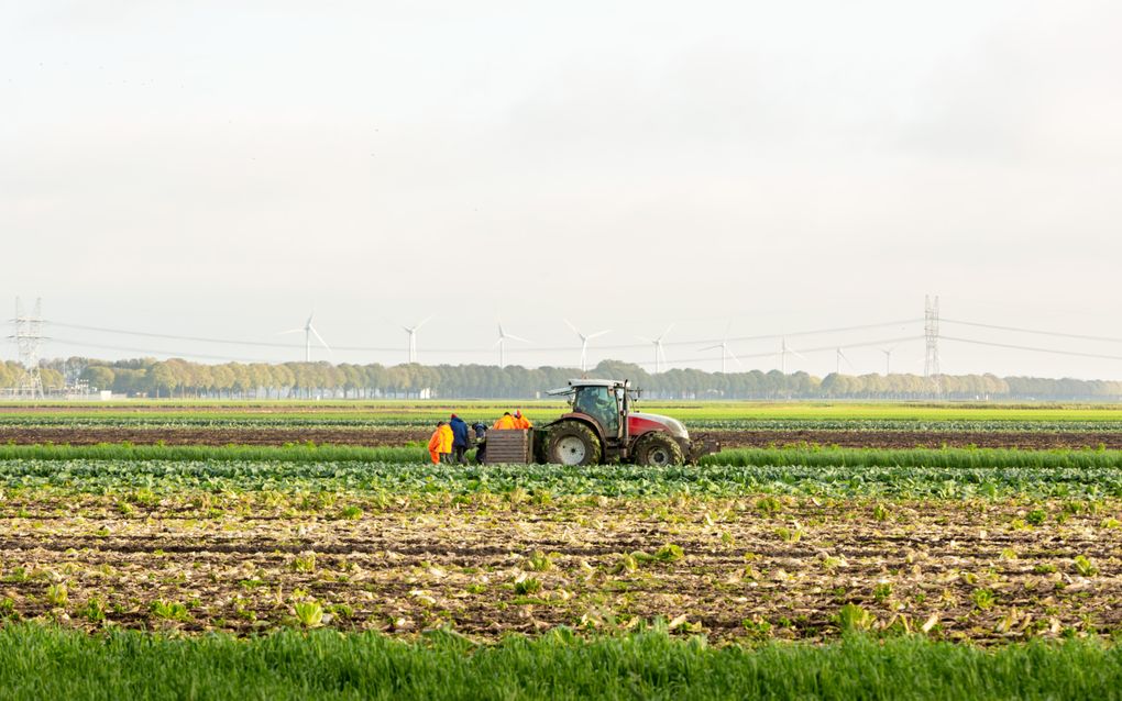 Oogstwerkers aan het werk op een akker in de Flevopolder, waar ook boeren uit de gemeente van ds. J.J.G. den Boer hun bedrijf hebben. beeld iStock.