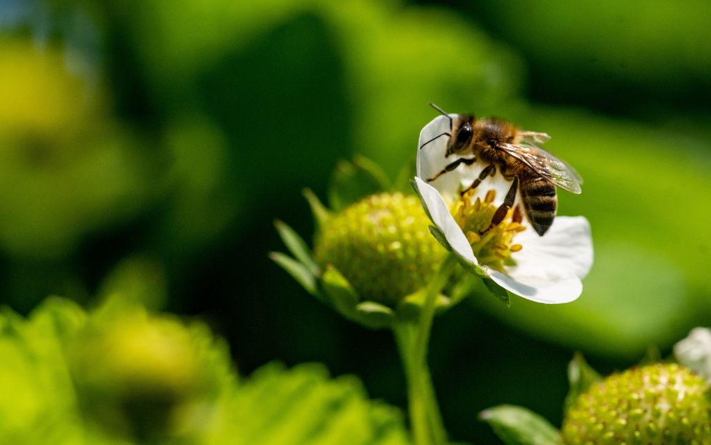 Plaatsen met de hoogste taaldiversiteit hebben ook de hoogste biodiversiteit, zegt Peter Jan de Vries. beeld iStock