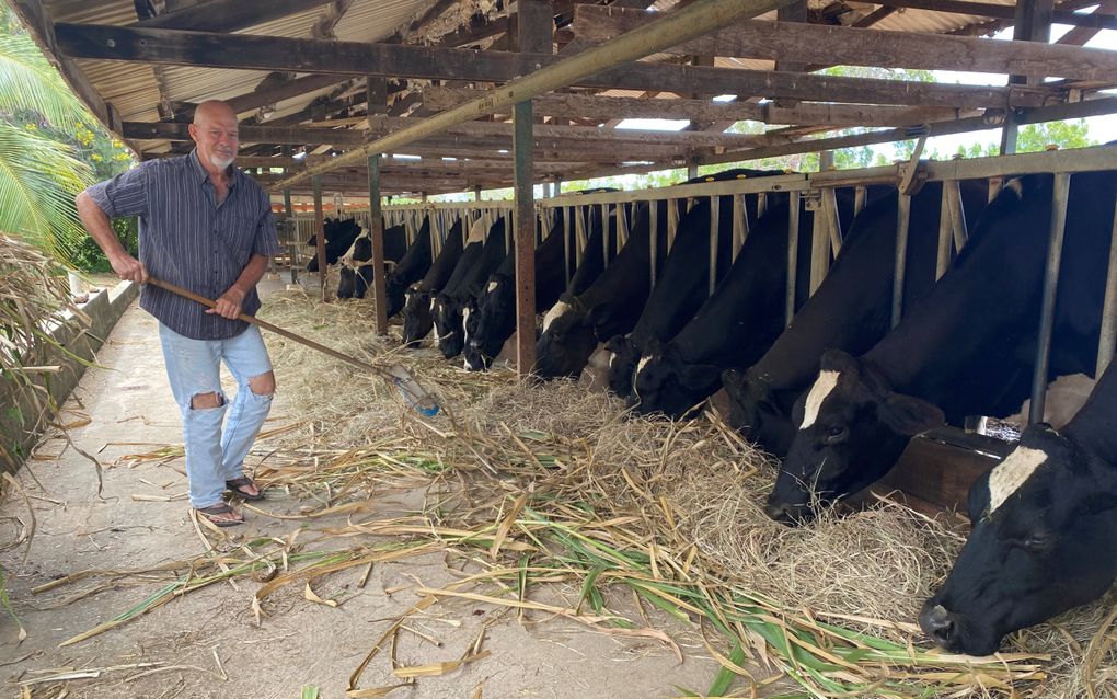 De koeien van Natuurfarm Scherpenheuvel krijgen olifantsgras en hooi. beeld Marius Bremmer