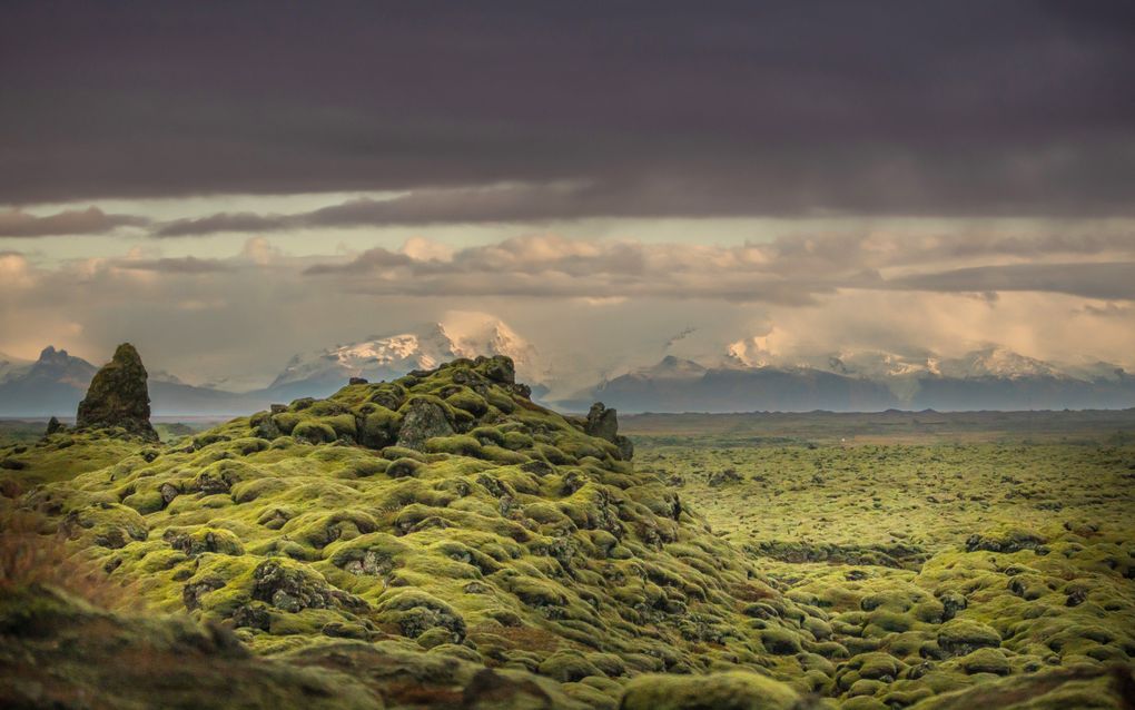 Lavavelden in IJsland bedekt met mos. beeld Henk Visscher