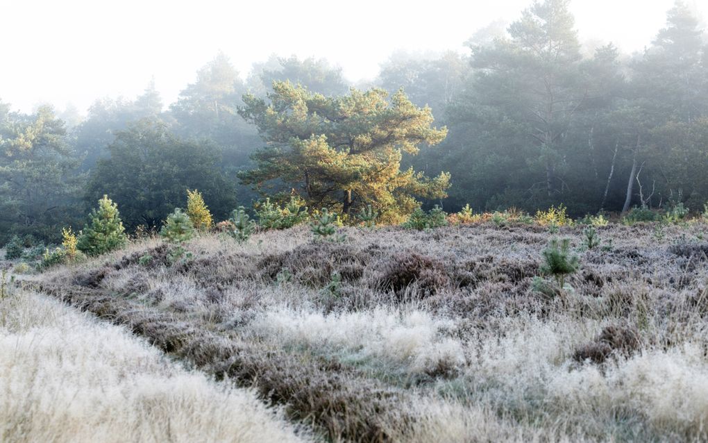 Nevel ligt over de heide. beeld André Dorst 