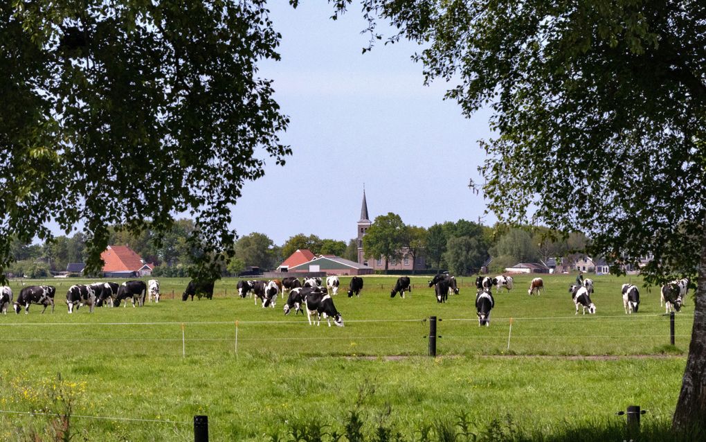 Koeien in een wei bij het Friese Terwispel. beeld Dirk Hol