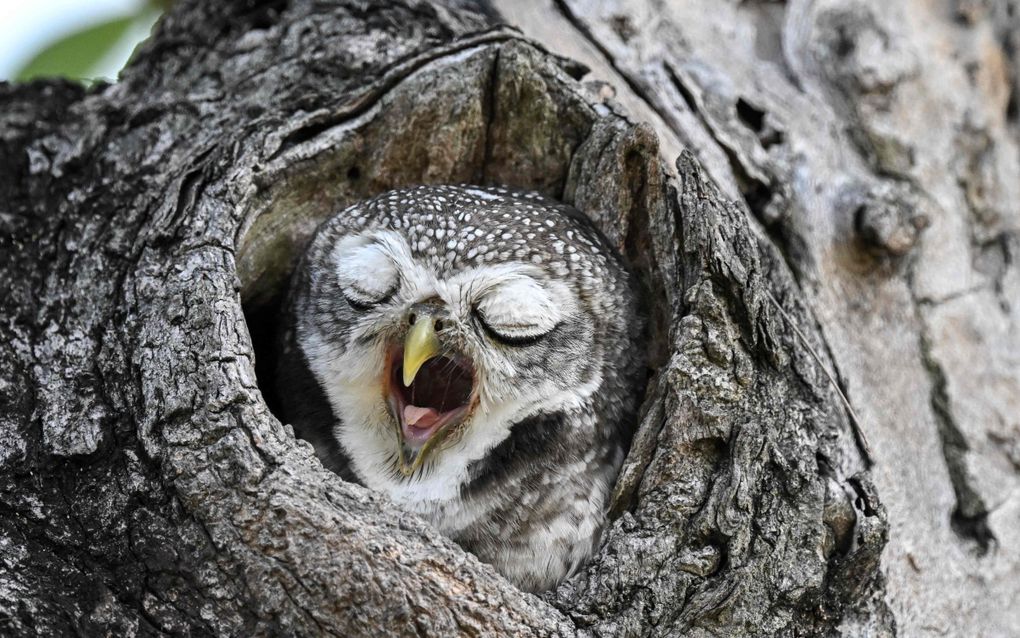 Een Brahmaanse steenuil gaapt, in een park in de Thaise hoofdstad Bangkok. beeld AFP, Lillian Suwanrumpha