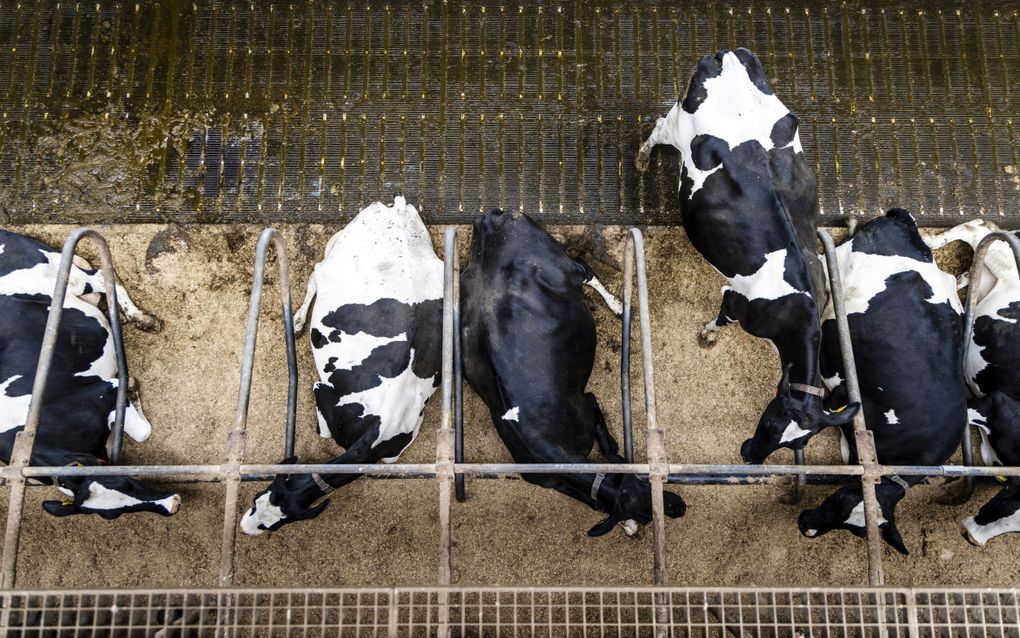 Veel van de technieken die de stikstofuitstoot van veehouderijen moeten reduceren bleken in de praktijk hun beloftes niet waar te maken en werden door de rechter afgeschoten. Foto: een emissiearme stal bij een melkveehouder in Bleskensgraaf.  beeld ANP, Jeffrey Groeneweg