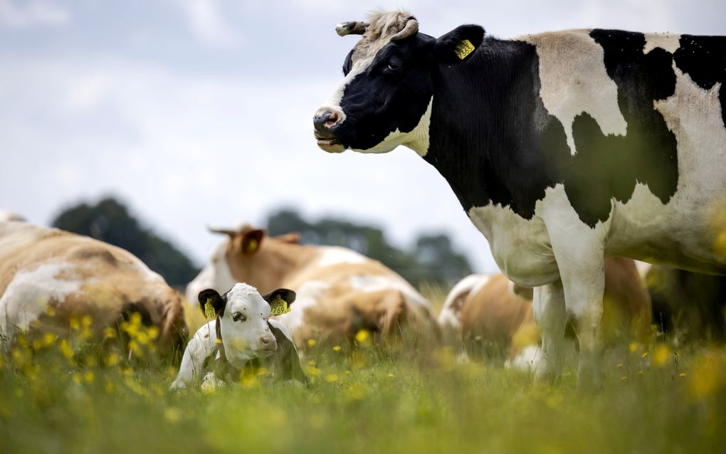 Koeien met hoorns en kalfjes die bij de moeder blijven: op een biologisch-dynamische boerderij is dat regel. beeld ANP, Robin van Lonkhuijsen