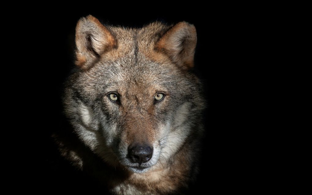 Wie oog in oog met een wolf staat, kan zich het beste zo groot mogelijk maken en hard schreeuwen. beeld iStock