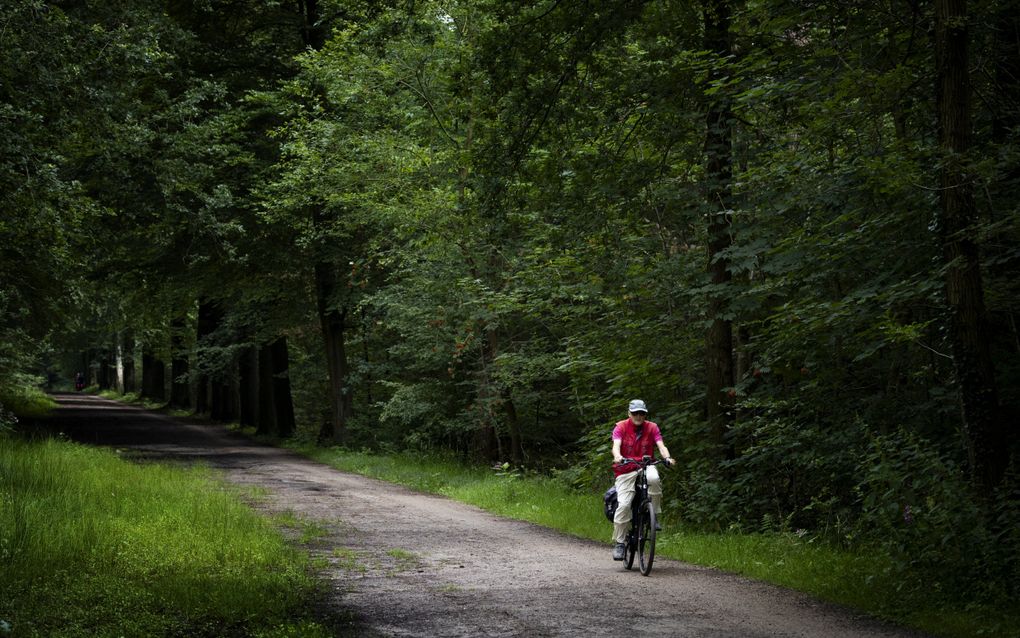 Een eenzame fietser op landgoed Den Treek waar afgelopen zomer meerdere confrontaties waren tussen wolf en mens. Als gevolg daarvan was het natuurgebied een tijd afgesloten voor publiek. beeld ANP, Ramon van Flymen 