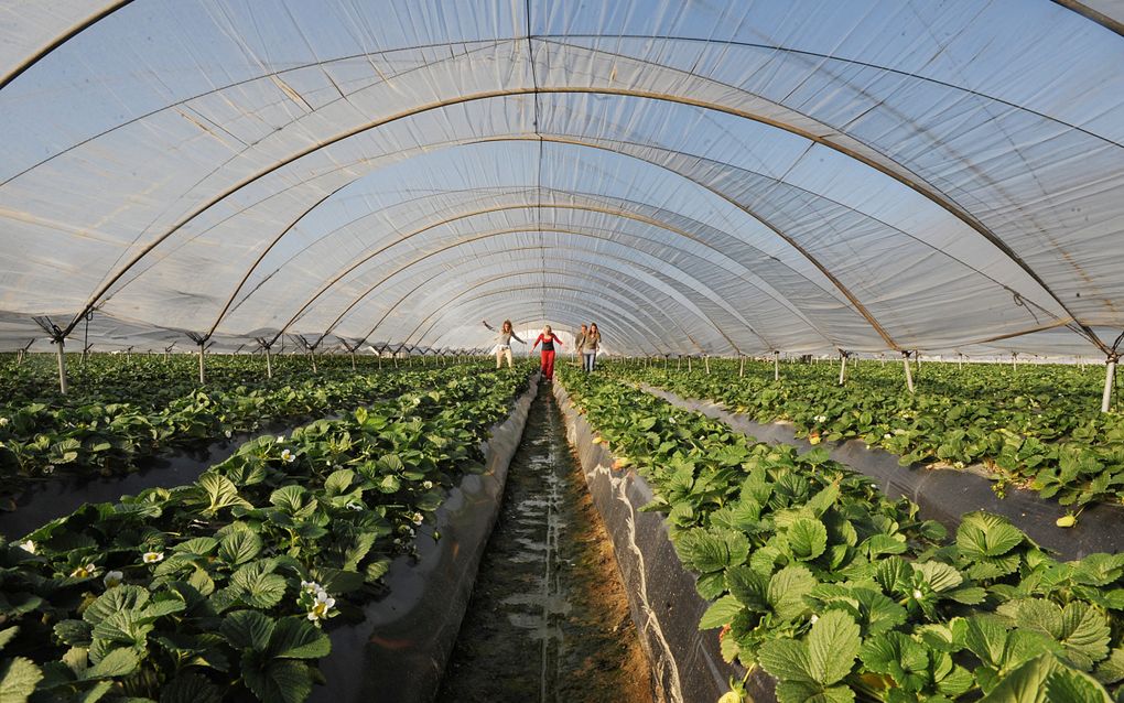 Migrantenarbeiders tussen de aardbeien in Palos de la Frontera in Zuid-Spanje. beeld AFP, Cristina Quicler