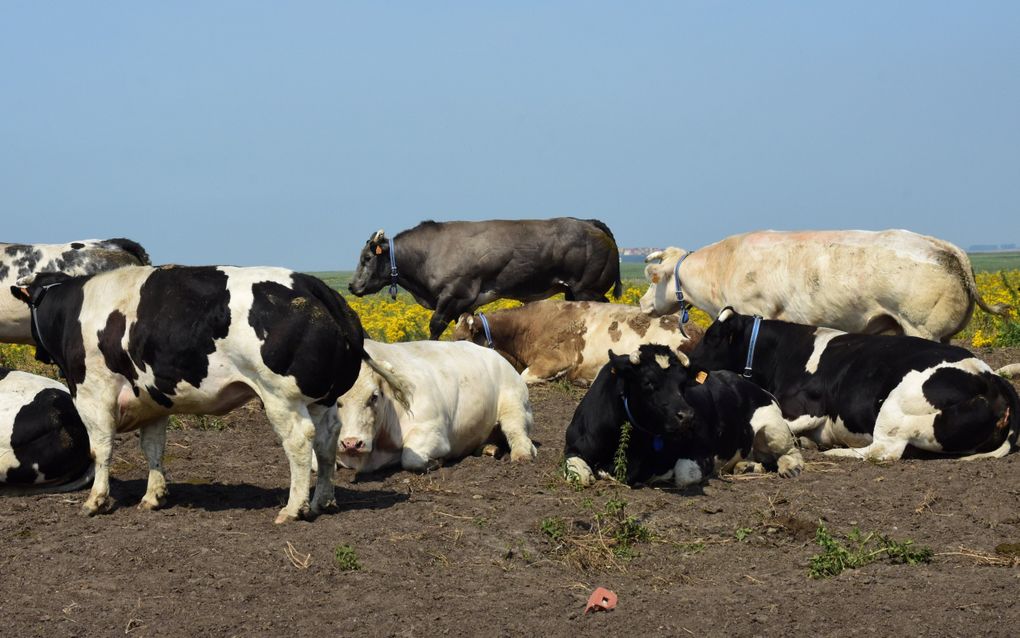 Koeien in het Verdronken Land van Saeftinghe. Vlees uit het natuurgebied is onverkoopbaar geworden. beeld Theo Haerkens