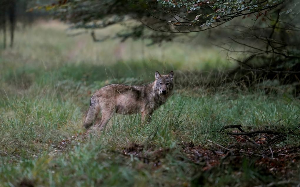 Een wolf op de Veluwe. Foto niet gerelateerd aan het artikel. beeld ANP, Otto Jelsma