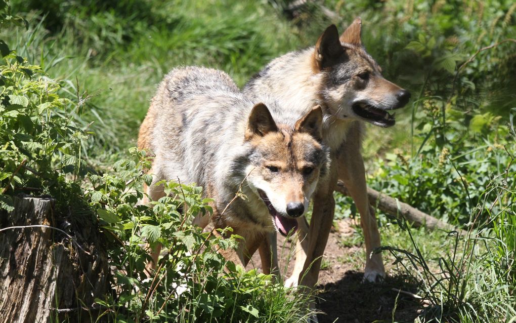 Wolven in Frankrijk. beeld AFP, Raymond Roig 