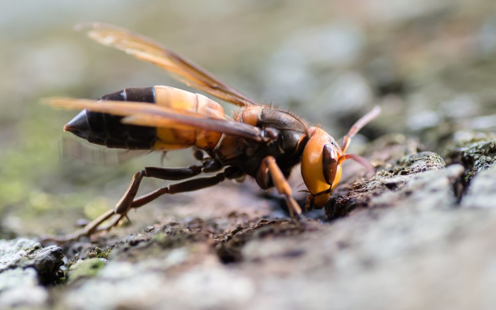 In de buurt van deze zuidelijke reuzenhoornaar zijn kleine ongewervelden zoals gekko’s hun leven niet zeker. beeld Thai National Parks