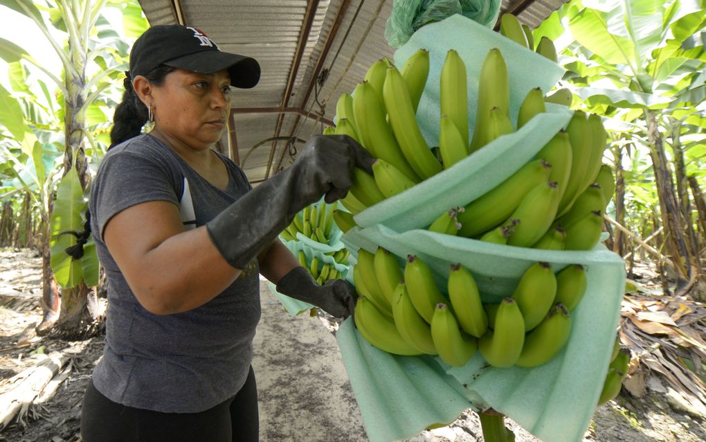 De bananen die in Europa worden geconsumeerd, komen voornamelijk uit Latijns-Amerika, met Ecuador als grootste exporteur. beeld AFP, Marcos Pin