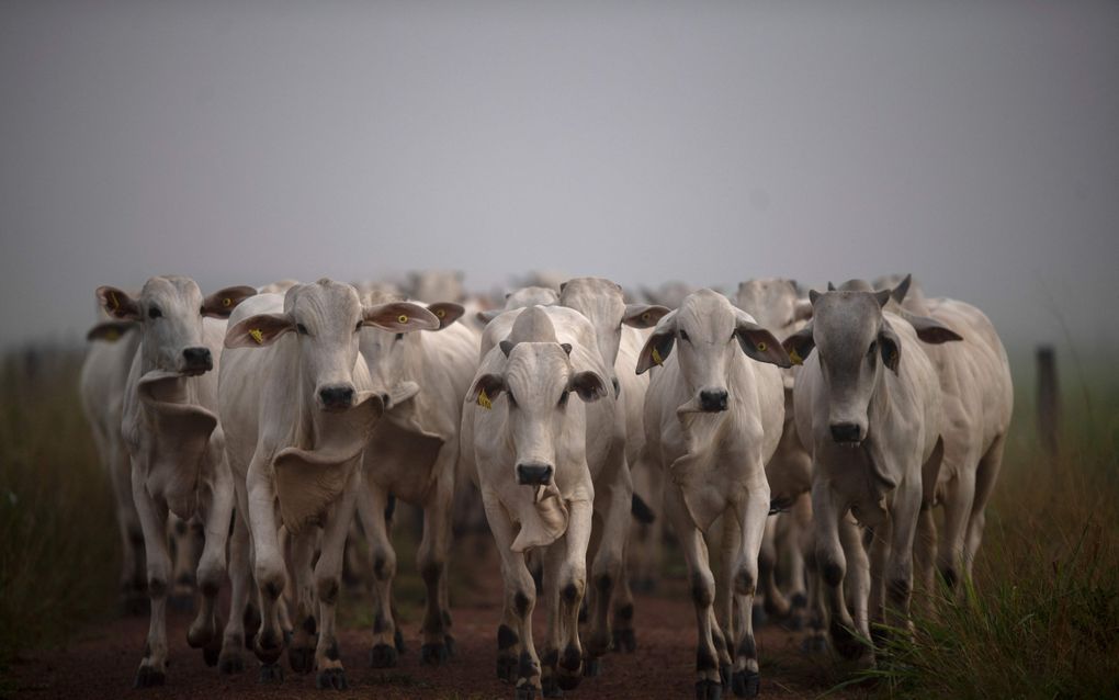 Braziliaans vlees zal de Europese markt overspoelen, is de vrees van Europese boeren nu de Europese Unie een handelsakkoord heeft gesloten met Zuid-Amerikaanse landen. Ook is er veel kritiek op het feit dat de landbouw in de zogenoemde Mercosurlanden vaak op voormalige bosgrond plaatsvindt en er regenwoud voor wordt gekapt. Foto: een kudde runderen in de Braziliaanse staat Para. 