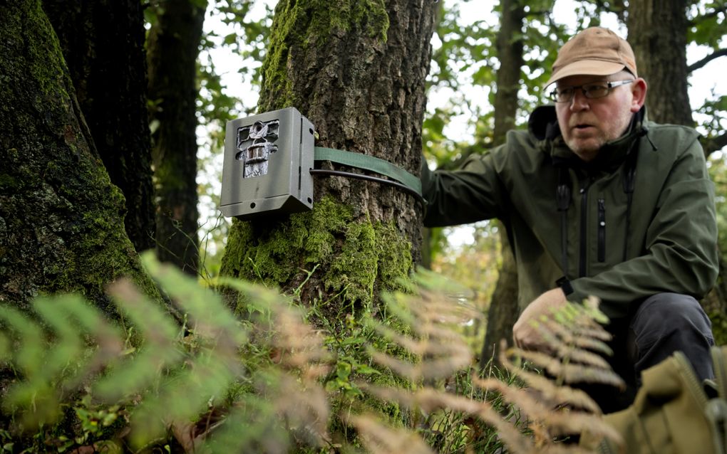 Wolvenonderzoeker Hans bekijkt in Elspeet beelden die hij met een eerder opgehangen wildcamera heeft gemaakt van een roedel wolven. Er leven naar schatting tussen de 104 en 124 wolven in Nederland. Er vinden in 2024 meerdere incidenten plaats tussen de wolf en de mens. Begin december wordt de beschermde status van het roofdier verlaagd van ”strikt beschermd” naar ”beschermd”. beeld ANP, Sander Koning