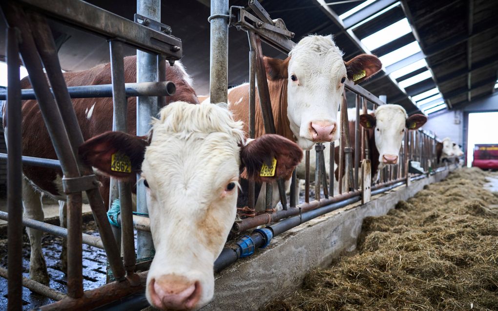 Een koe boert volgens Wagenings onderzoek 30 tot 40 procent minder methaan op als ze dagelijks een kwart theelepeltje Bovaer door haar voer gemengd krijgt. beeld ANP, Phil Nijhuis