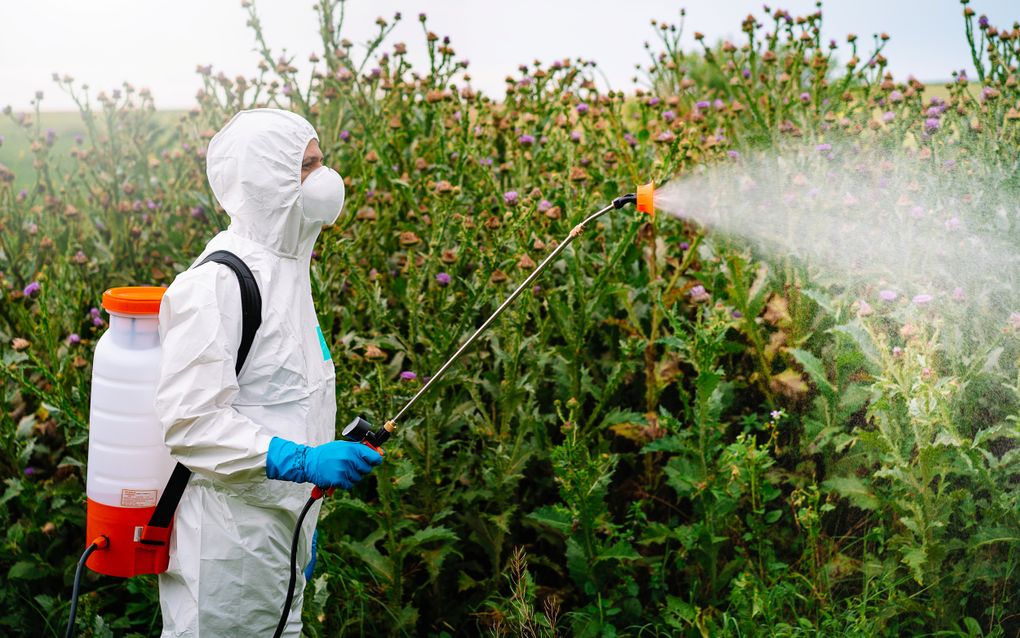 Glyfosaat, een van de meest gebruikte pesticiden wereldwijd, lijkt schadelijk voor het brein. beeld iStock