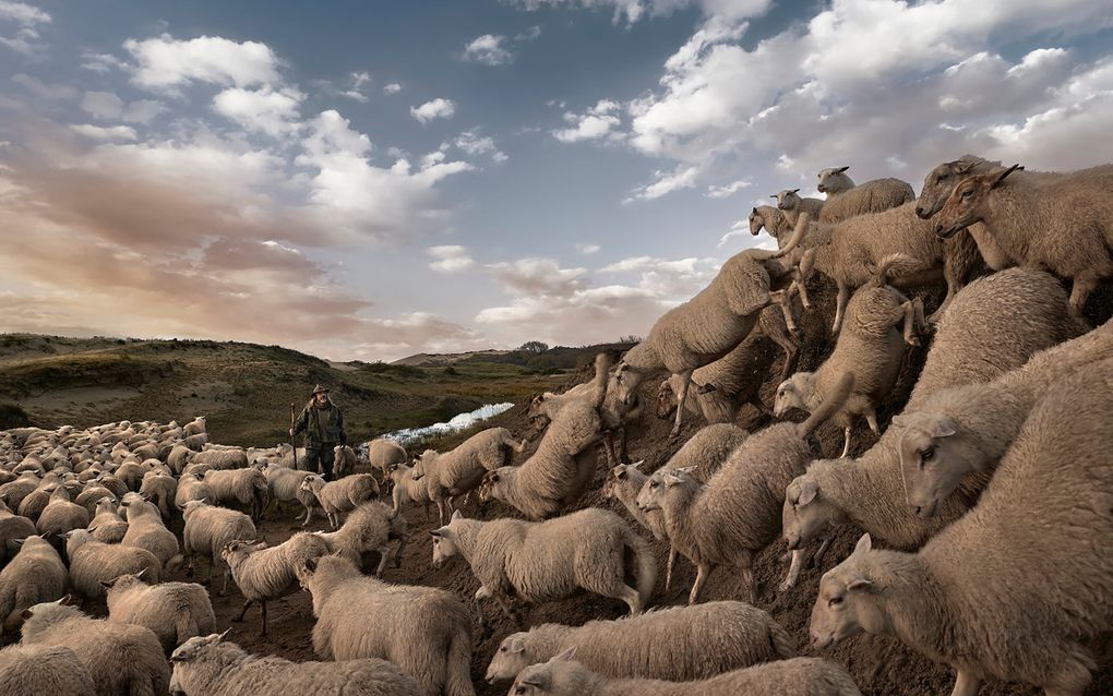 Schaapherder Thomas van der Meij met zijn kudde schapen. beeld Ezra Böhm