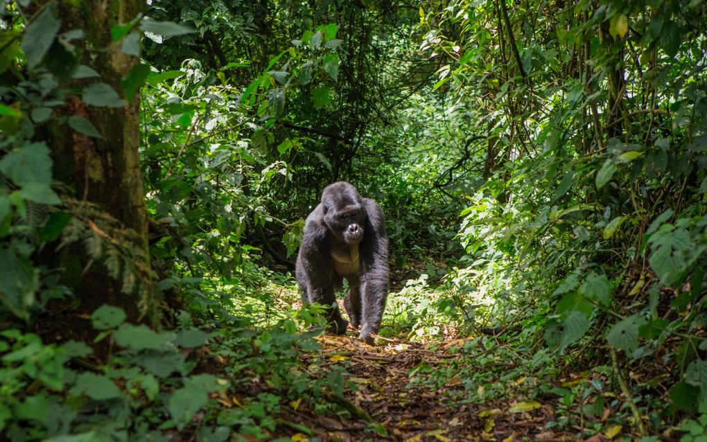 Berggorilla in Uganda. beeld iStock