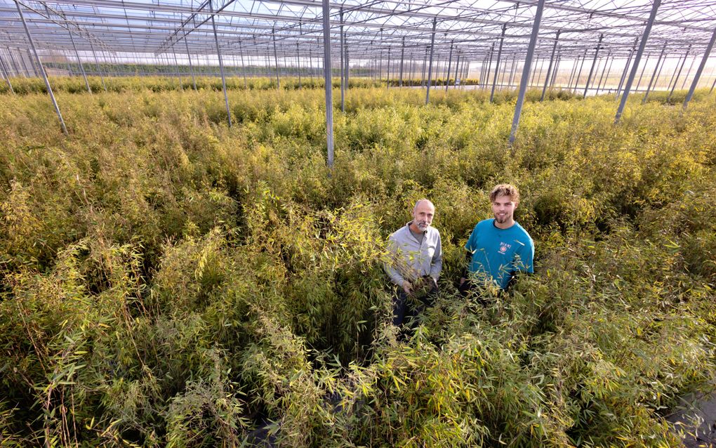 Leendert de Vries (l.) met zoon Roland in de kas waar bamboe gekweekt wordt. beeld Dirk Hol 