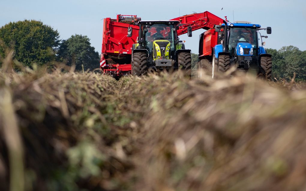 Telers van consumptieaardappelen ontvangen naar verwachting een 5 procent lagere prijs voor hun oogst dan vorig seizoen. beeld Ruben Meijerink