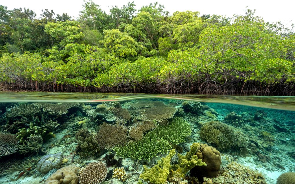 Het herstellen van ecosystemen die veel koolstof opslaan –zoals mangroves– is een nuttige maatregel op het gebied van zowel biodiversiteit, klimaat, water als voedsel. Foto: een mangrovebos in Indonesië. beeld Shutterstock