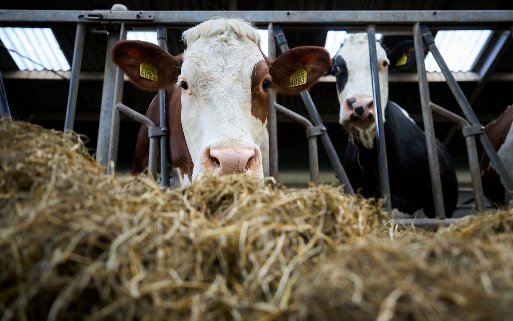 Boeren die hun stal de afgelopen vijf jaar met intern salderen hebben gemoderniseerd of uitgebreid moeten in de meeste gevallen alsnog een natuurvergunning aanvragen. beeld ANP, Phil Nijhuis