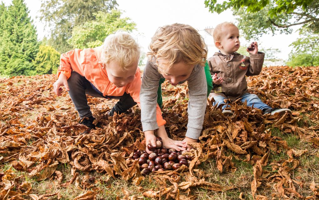 Peuters verzamelen kastanjes. Als jonge kinderen in de natuur spelen, gebruiken ze meer woorden en langere zinnen dan wanneer ze op een plein spelen. beeld ANP