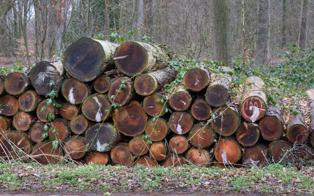 Bomenkap in de Achterhoek. beeld RD, Anton Dommerholt