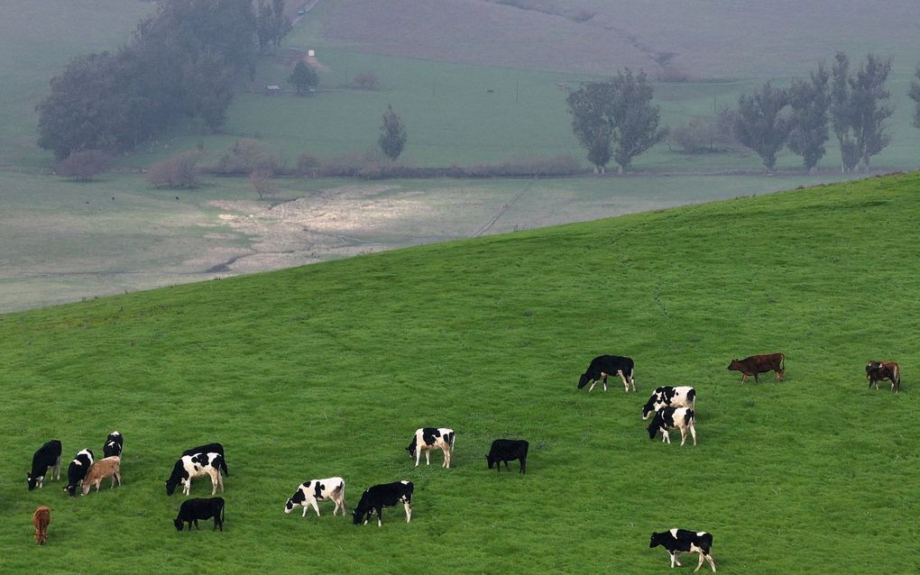 Koeien in Californië. Met 1,7 miljoen melkkoeien is de staat het centrum van de Amerikaanse melkveesector. beeld Getty Images