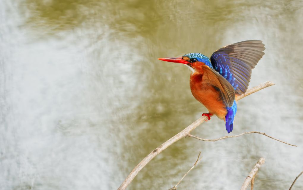 IJsvogel. beeld Arie Maasland