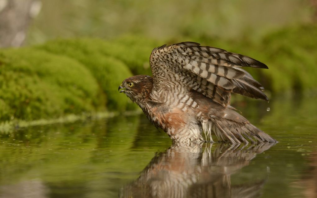 Dirk-Jan Verboom (47) uit Hardinxveld-Giessendam fotografeerde een jonge sperwer in een bos in de buurt van Holten. beeld Dirk-Jan Verboom 