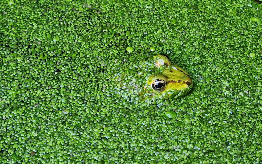 Een groene kikker in een sloot bij Numansdorp. Foto gemaakt door Henk de Koster uit Kruiningen. beeld Henk de Koster